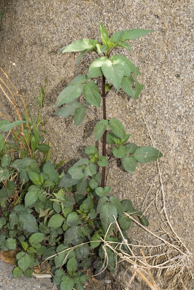 Bidens pilosa/ Forbicina pelosa